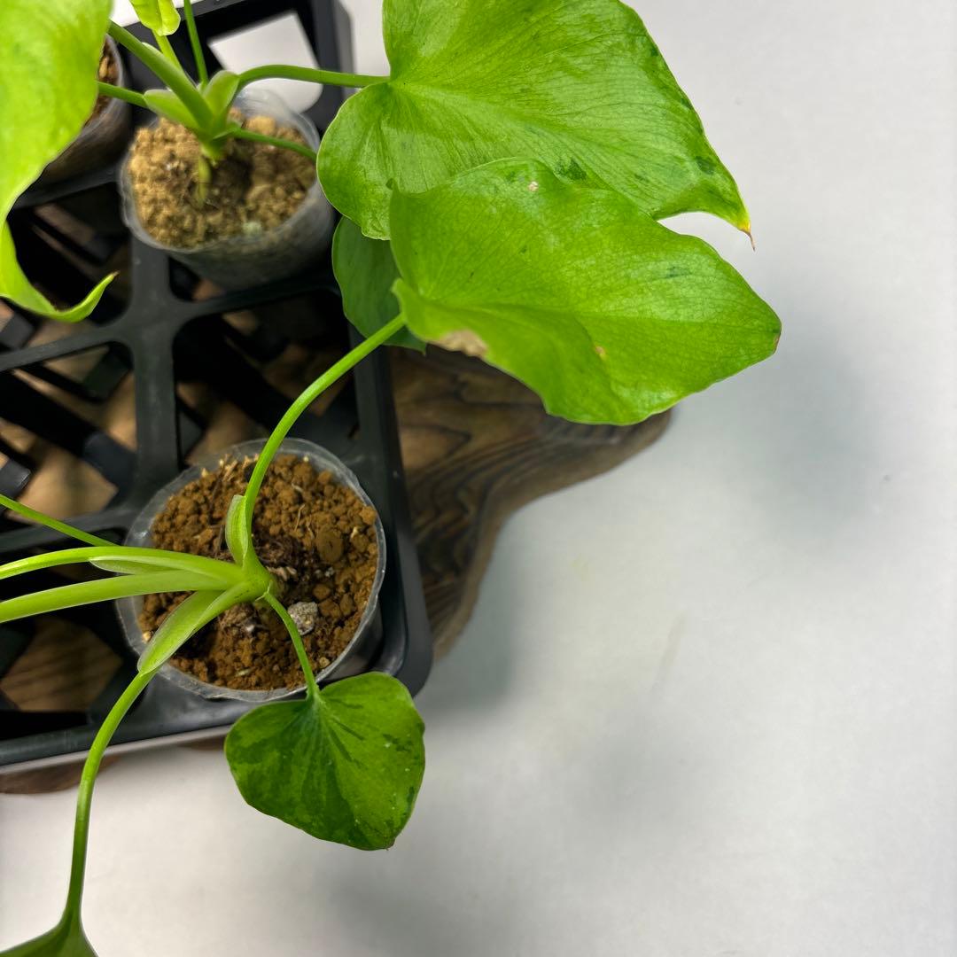 5株セットms144selloum Var フィロデンドロン・セローム・斑入り