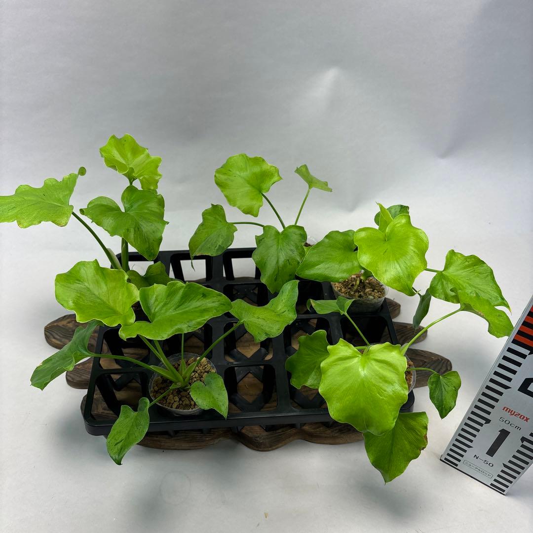 5株セットms144selloum Var フィロデンドロン・セローム・斑入り