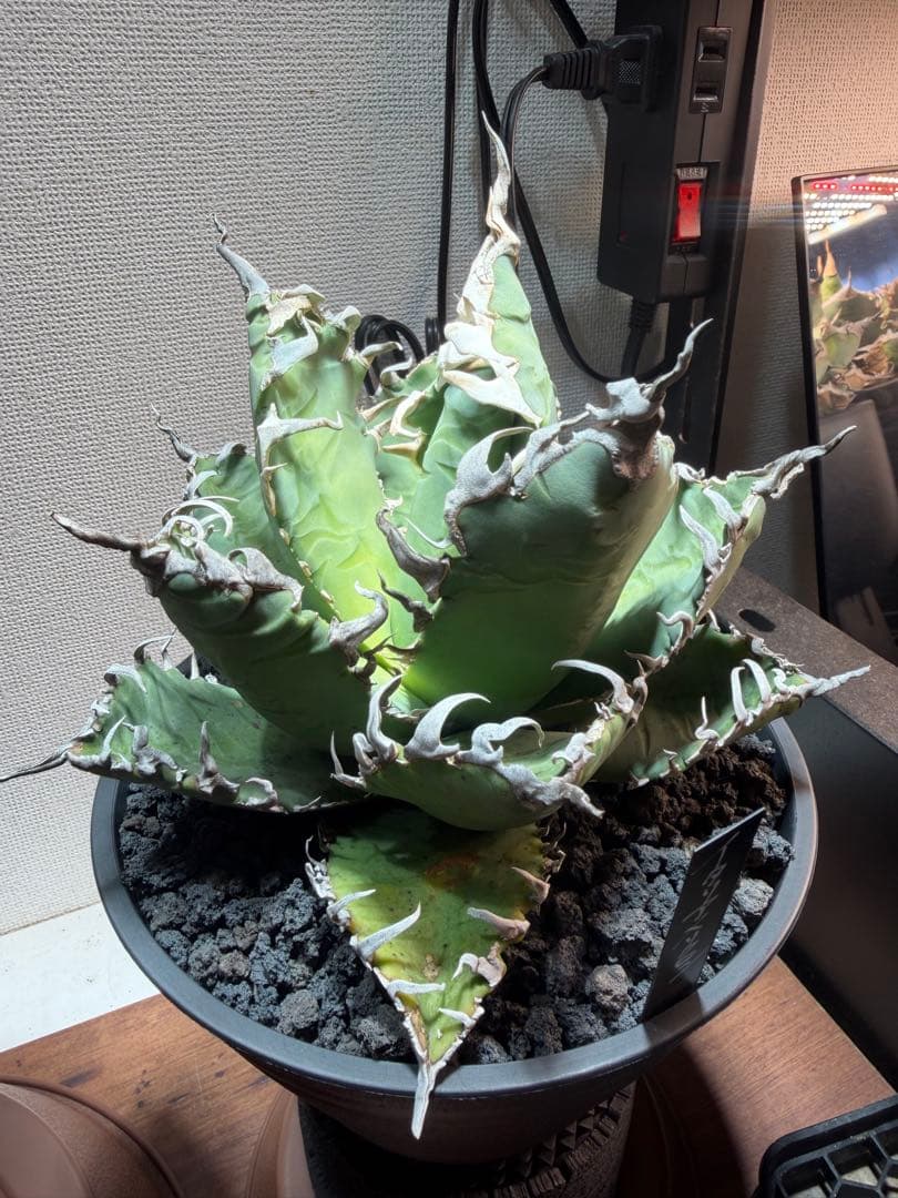 アガベ　イタリアメリクロン　親株サイズ