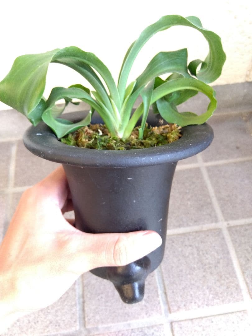 万年青　オモト　獅子　4.5号陶器鉢つき　③　子株つき❗