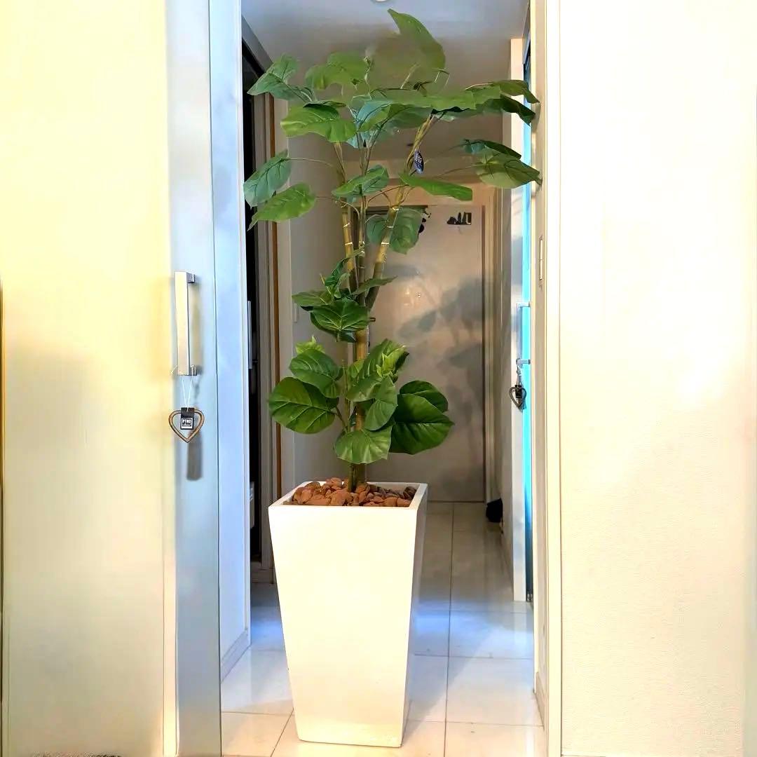 ウンベラータ　人工観葉植物 ホワイトポット