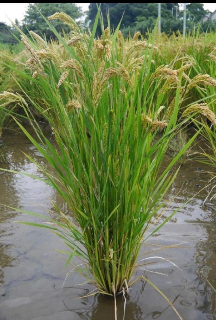 自然栽培米 ハッピーヒルうるち米種籾 1kg 陸稲可能