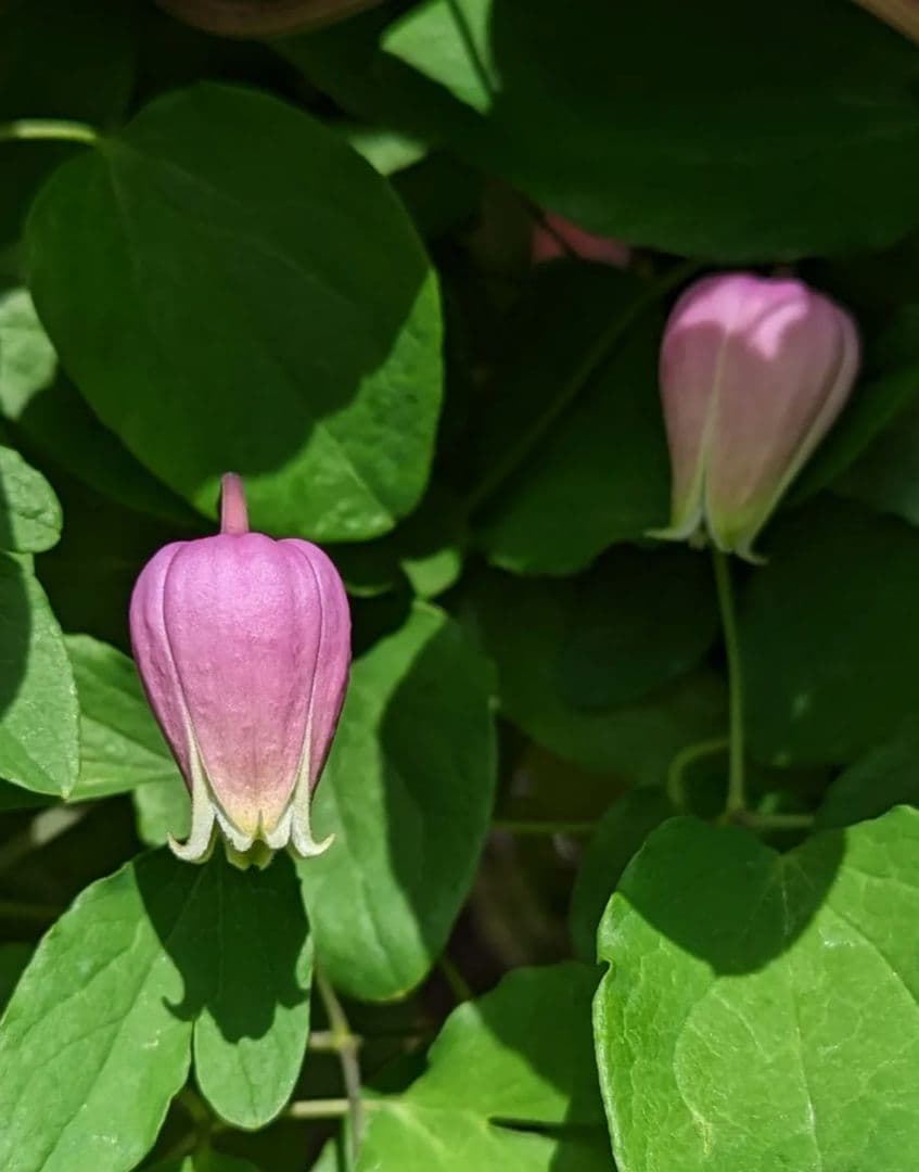 希少クレマチス【這沢】ラベル付正規品 大株 壺型 ☆ 鉢のまま発送 竹間園芸様