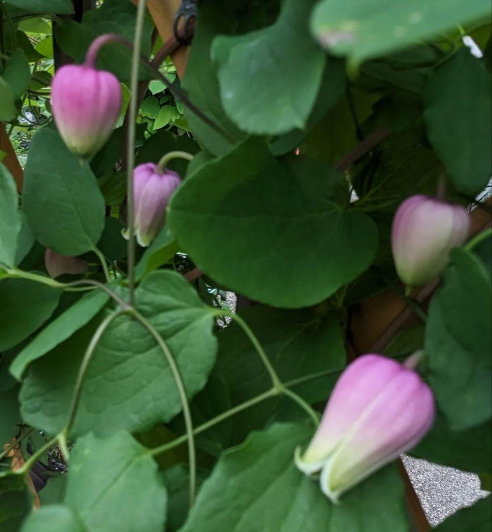 希少クレマチス【這沢】ラベル付正規品 大株 壺型 ☆ 鉢のまま発送 竹間園芸様