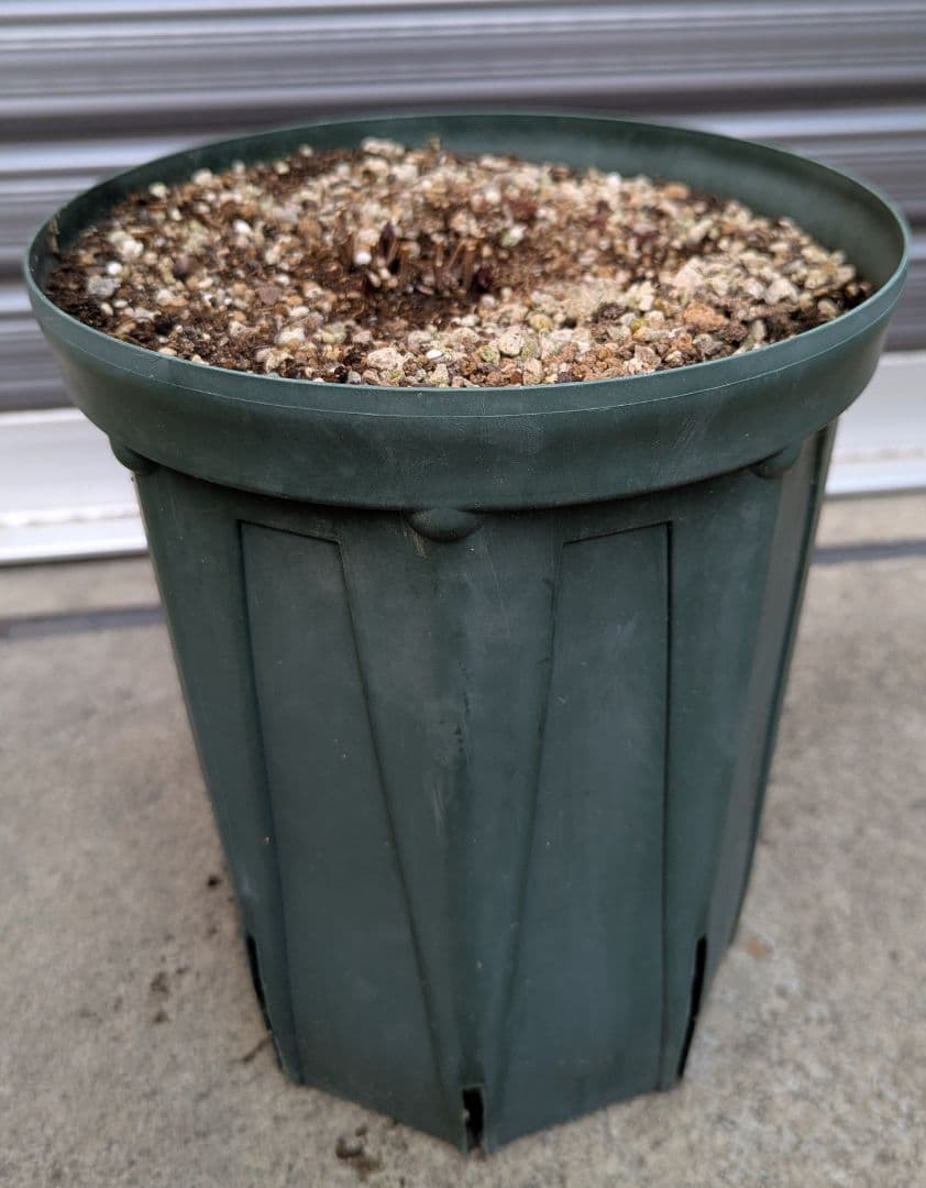 希少クレマチス【這沢】ラベル付正規品 大株 壺型 ☆ 鉢のまま発送 竹間園芸様