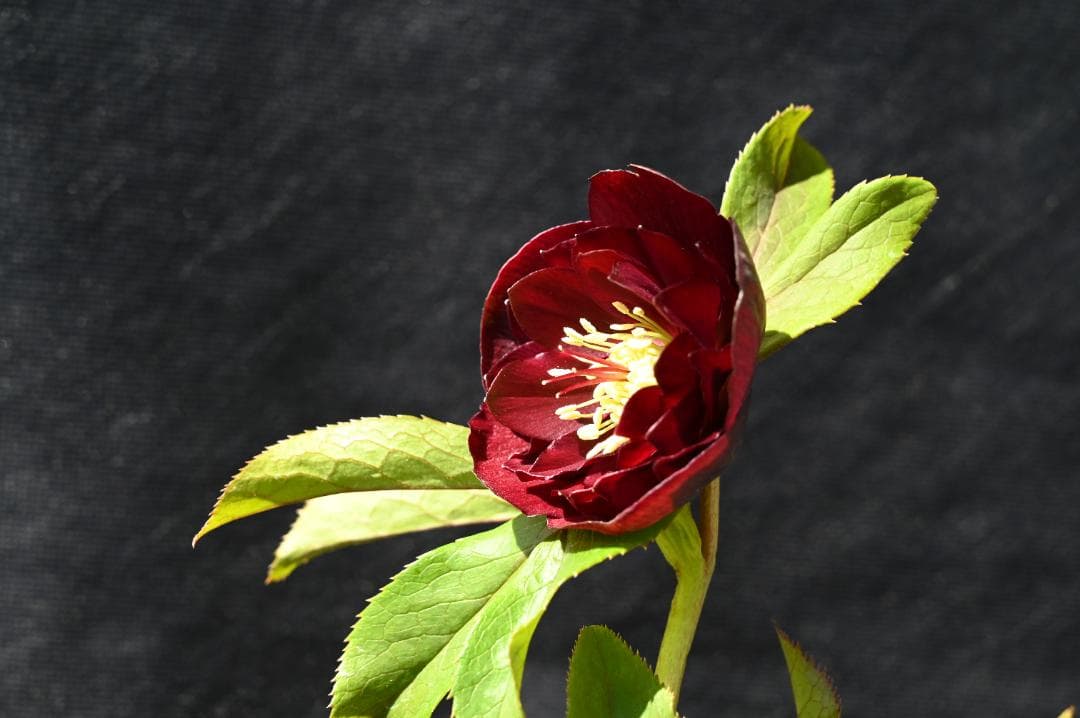 今シーズンラスト！！認定！キラメキチョコレート　クリスマスローズ　加藤農園