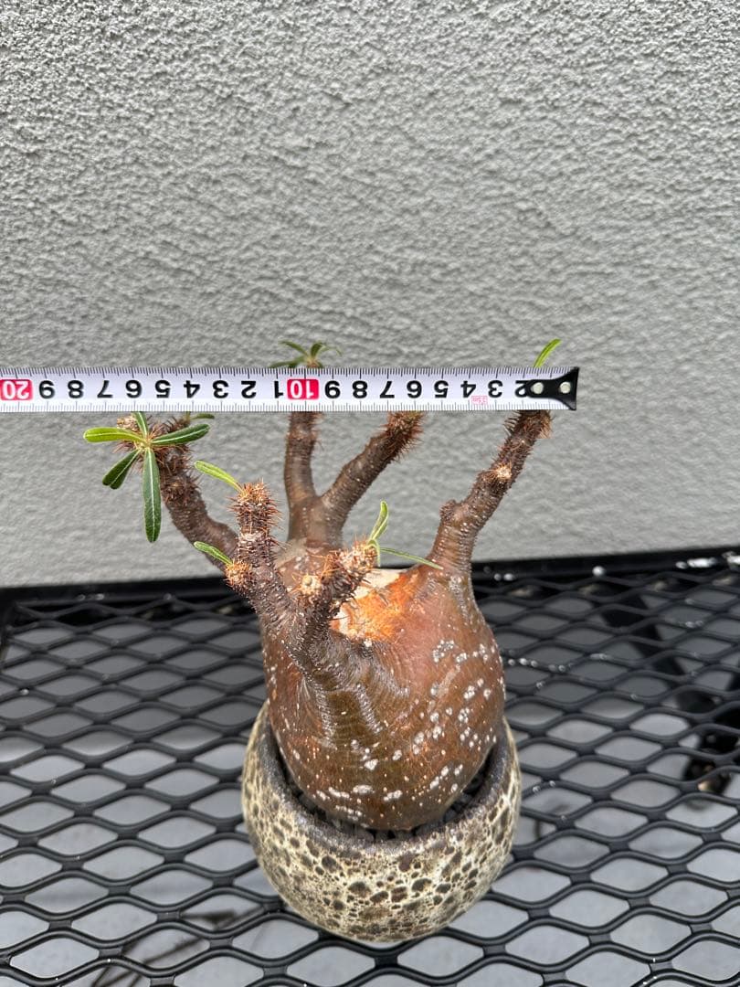 パキポディウムグラキリス現地球発根済み