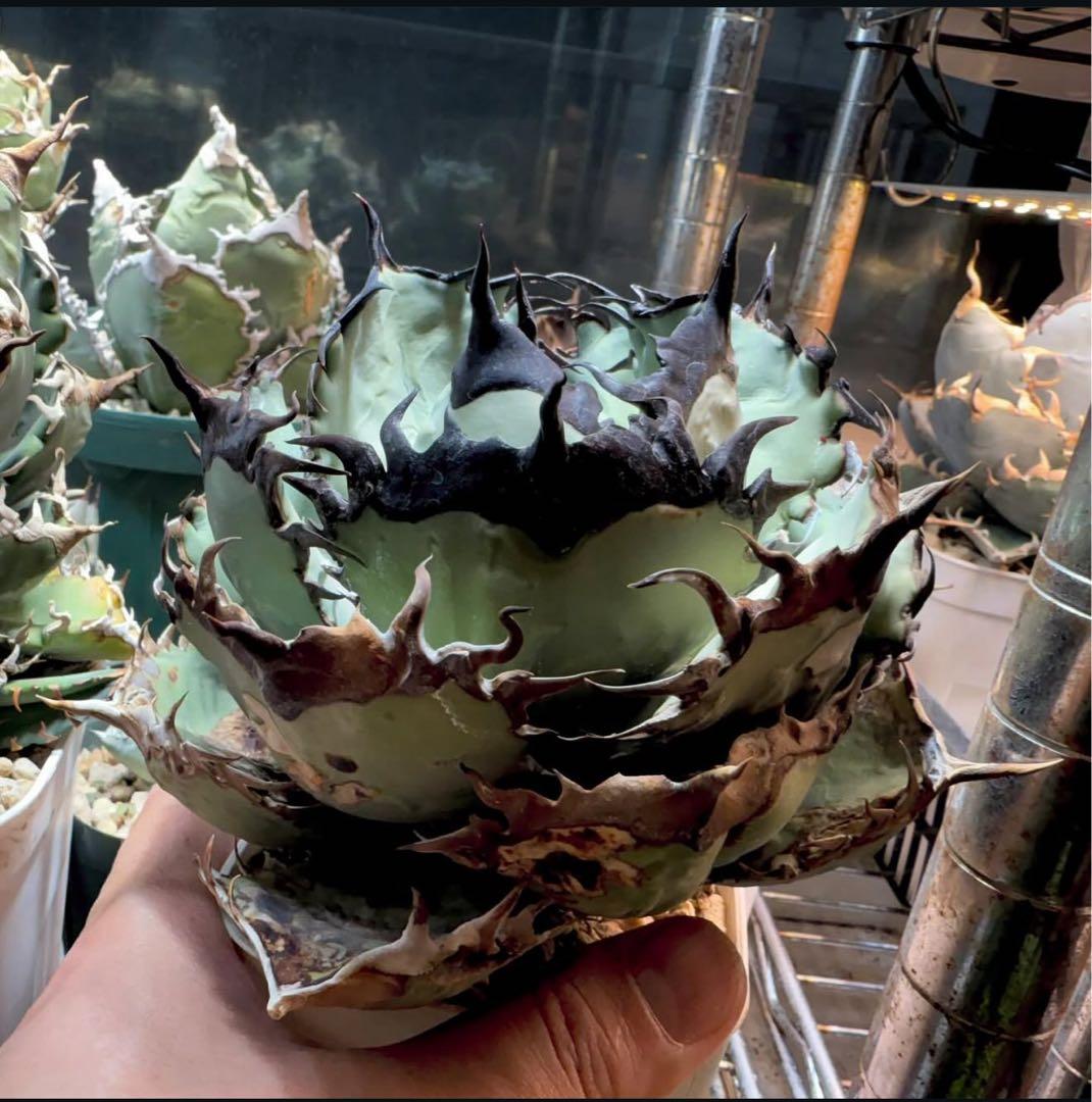 -Original-アガベ オアハカ オテロイ チタノタ 脇芽 発根済