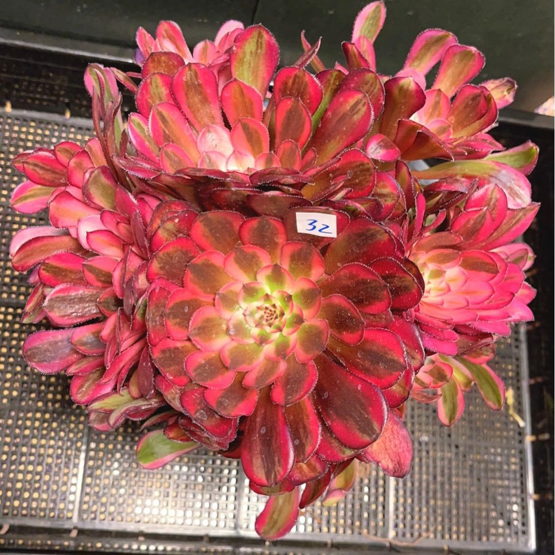 32#多肉植物アエオニウム錦❤️白月光❤️12頭26cm拔き苗