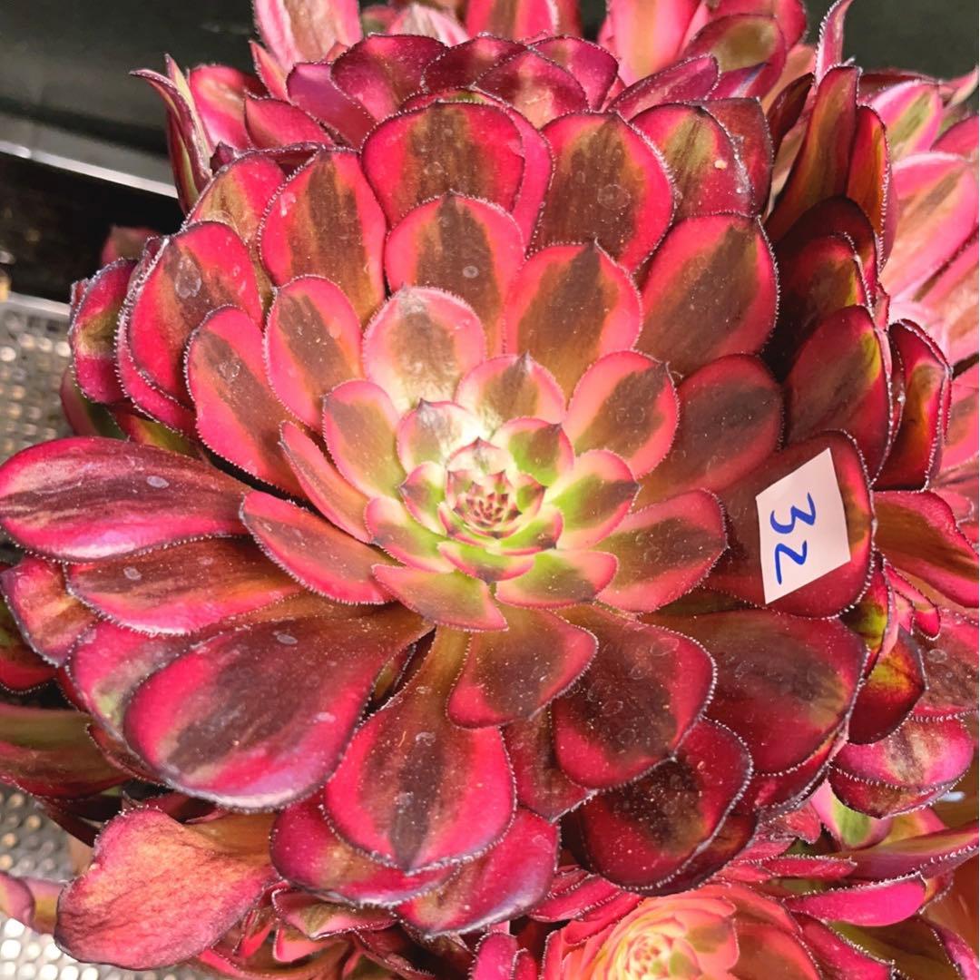 32#多肉植物アエオニウム錦❤️白月光❤️12頭26cm拔き苗