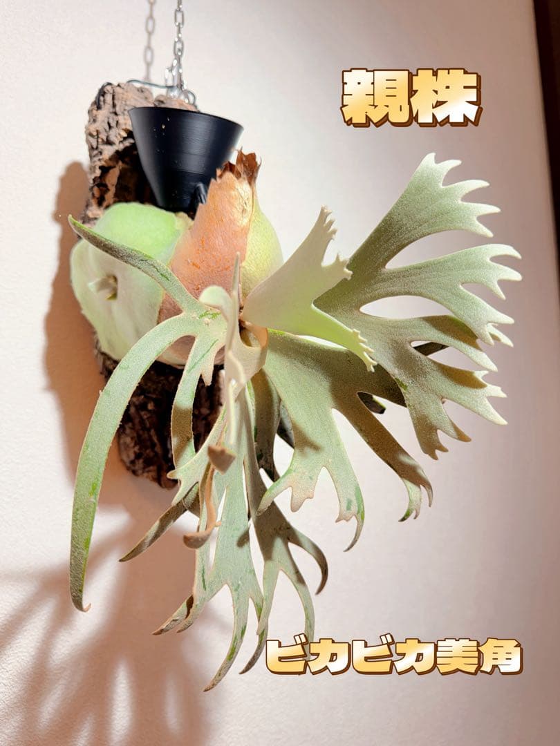 ビカクシダ　P.willinckii Jade Girl pup コルク付け