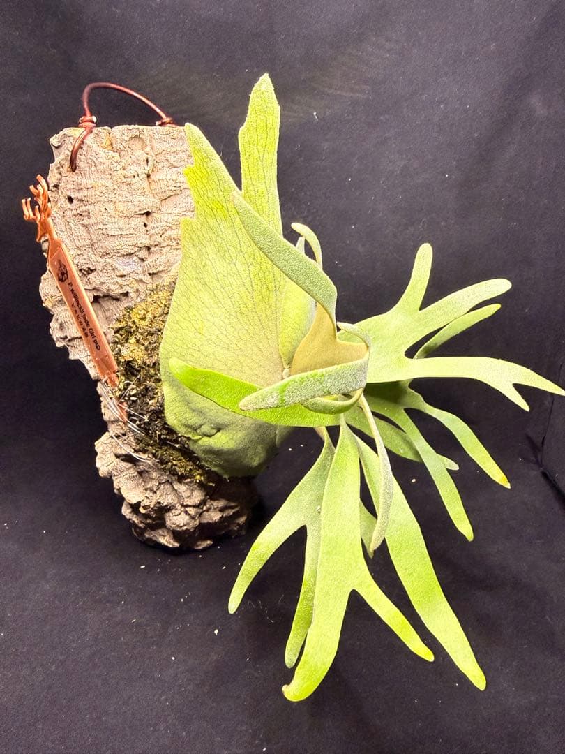 ビカクシダ　P.willinckii Jade Girl pup コルク付け