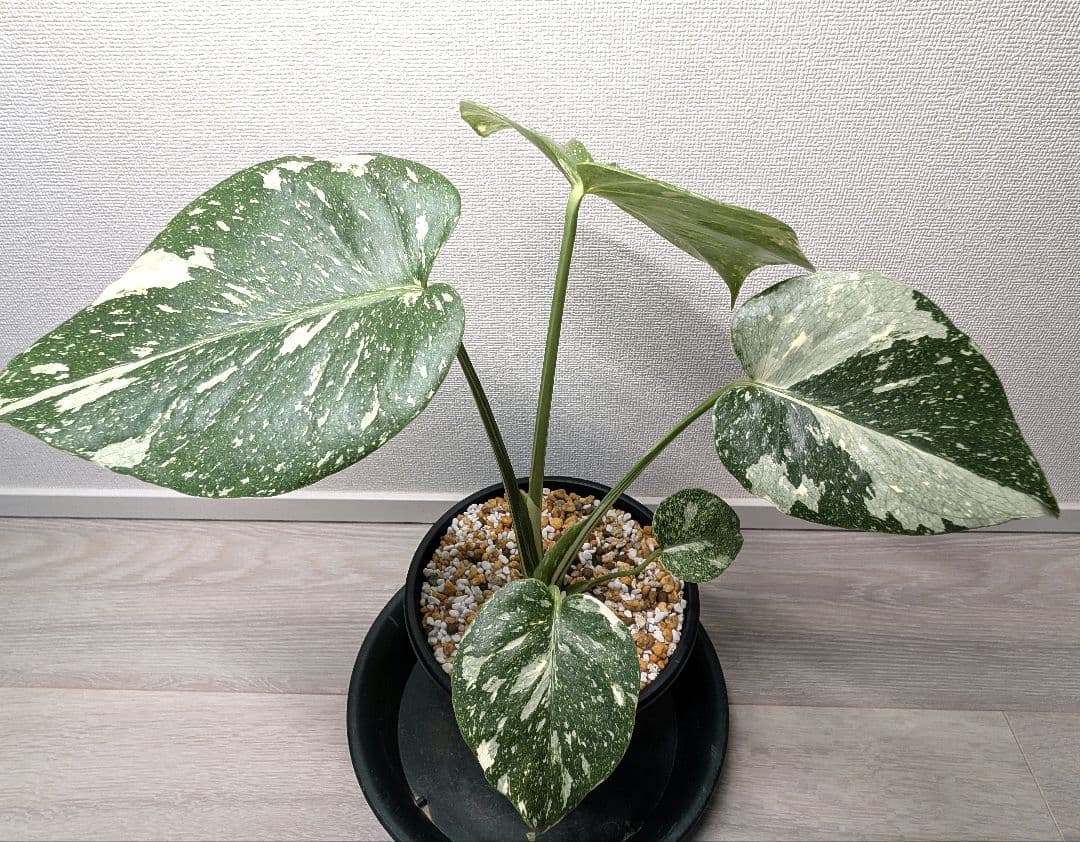 斑入りモンステラ　デリシオーサ　デリシオーサ　プラチナム
