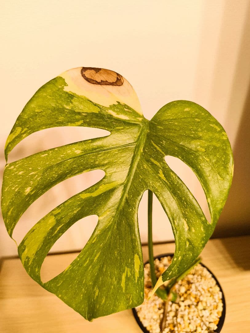 斑入りモンステラ　デリシオーサ　デリシオーサ　プラチナム