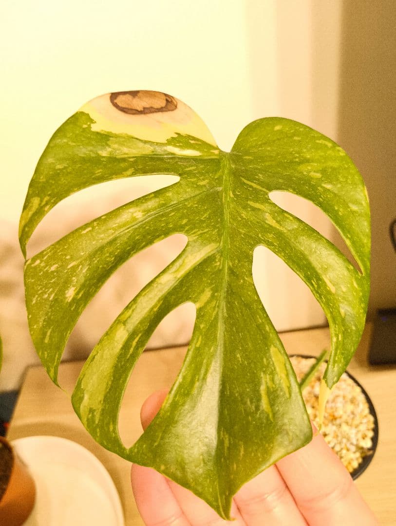 斑入りモンステラ　デリシオーサ　デリシオーサ　プラチナム