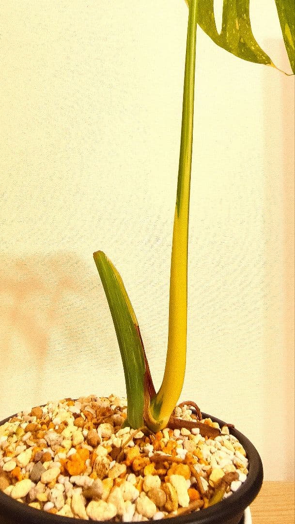 斑入りモンステラ　デリシオーサ　デリシオーサ　プラチナム