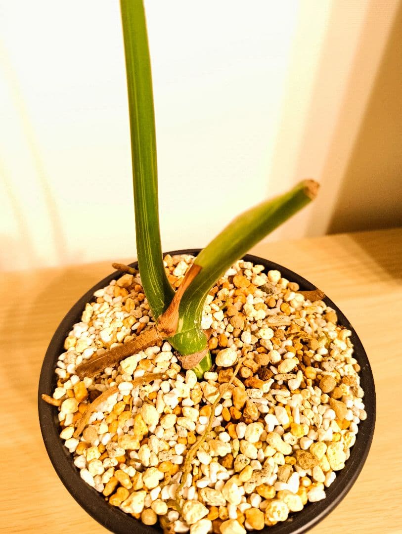 斑入りモンステラ　デリシオーサ　デリシオーサ　プラチナム