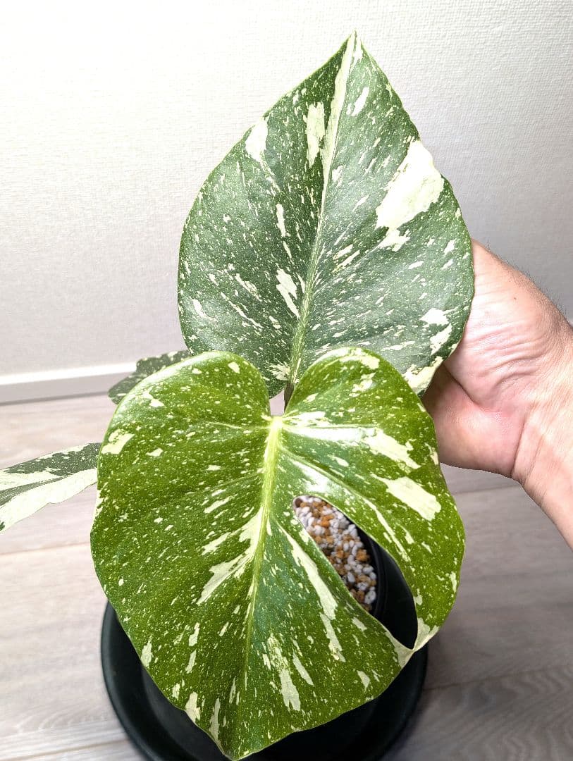 斑入りモンステラ　デリシオーサ　デリシオーサ　プラチナム