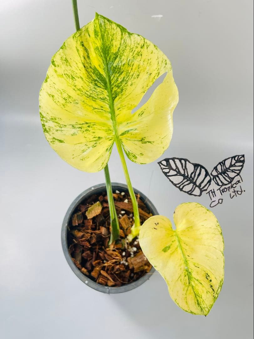 モンステラ　ミント　サイアム 斑入り　Deliciosa Mint Siam ④