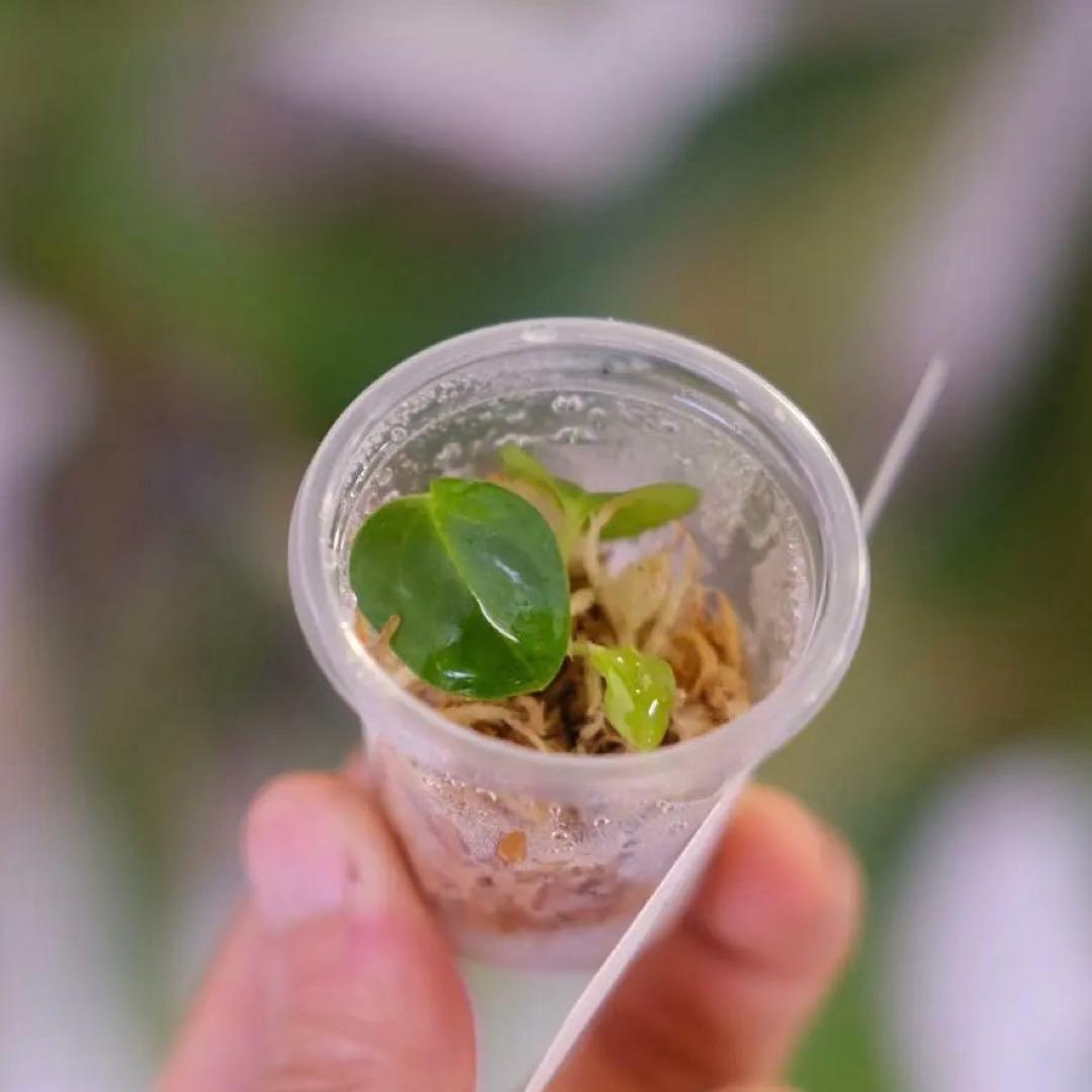 A. BVEP Scott × BVEP Tezula｜実生•アンスリウム