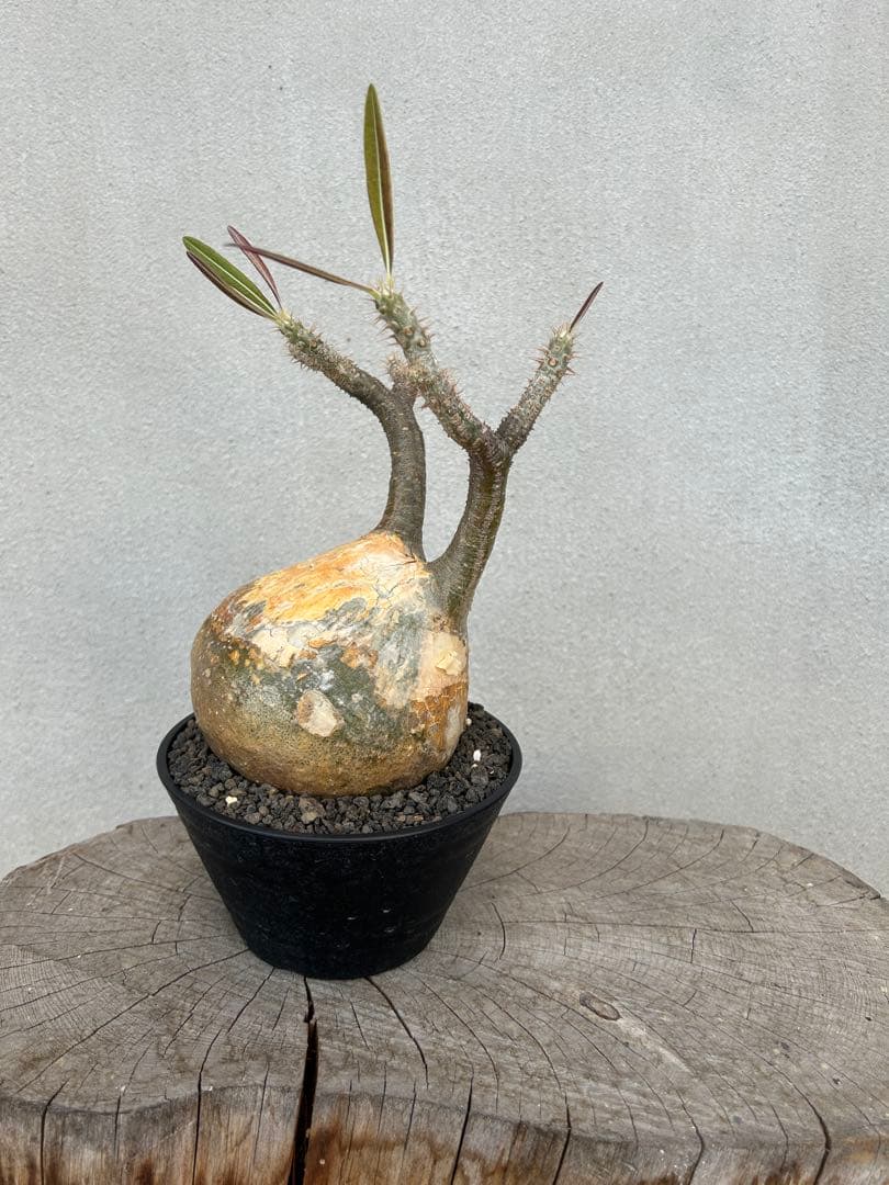 塊根植物 グラキリス　現地球　発根済み