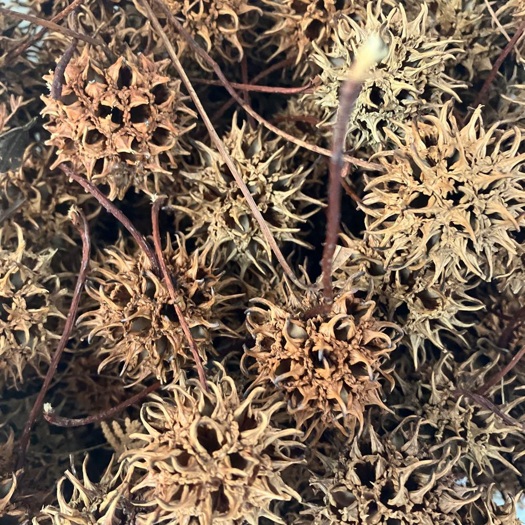 ドライフラワー や水草や装飾用 無農薬モミジバフウの実　120cm箱に入るだけ