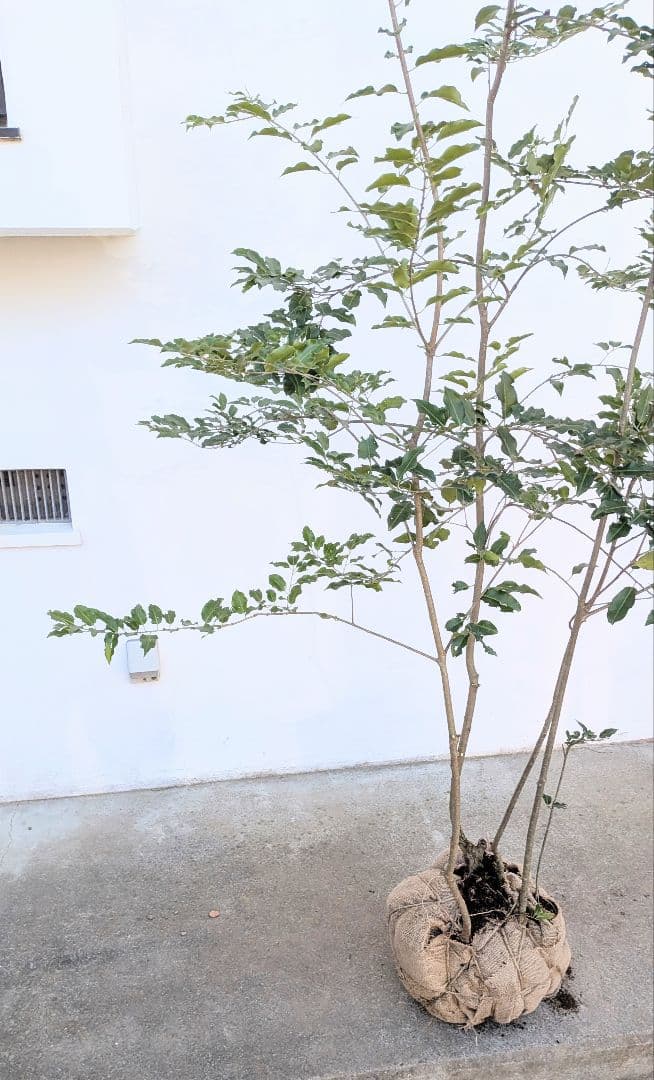 特大。極上。山採りソヨゴ。