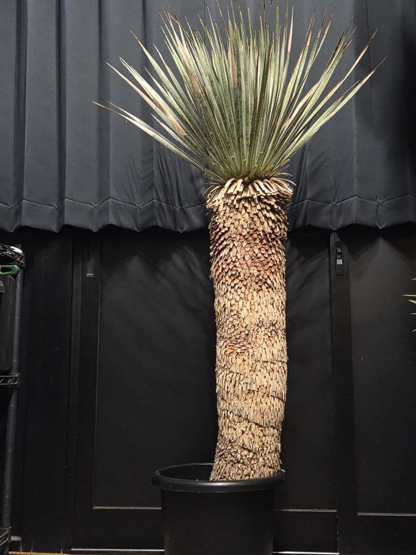 専用出品 特割 ユッカロストラータ 大、太株 (わ)