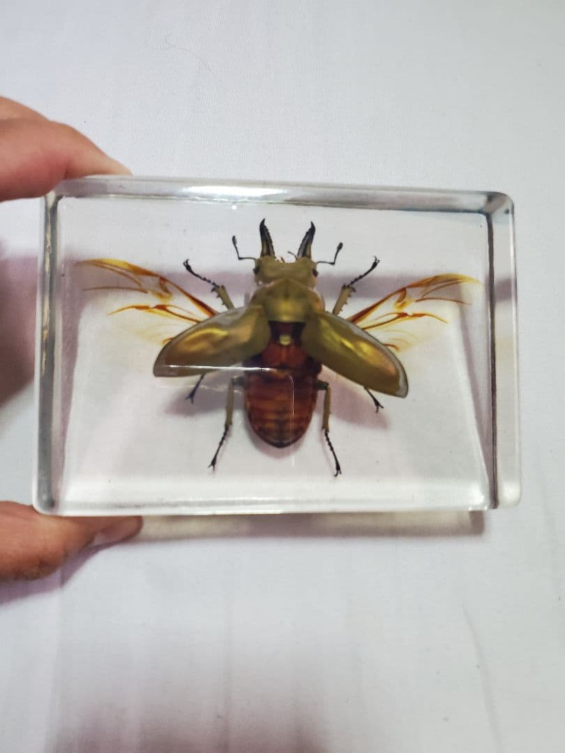 オウゴンオニクワガタ樹脂標本