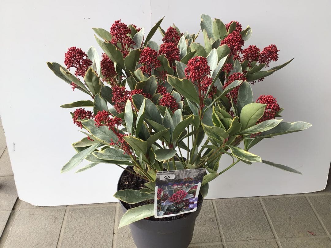 ① いい色出てます‼︎大株仕立ての斑入りスキミア・ベローサバリエガーター