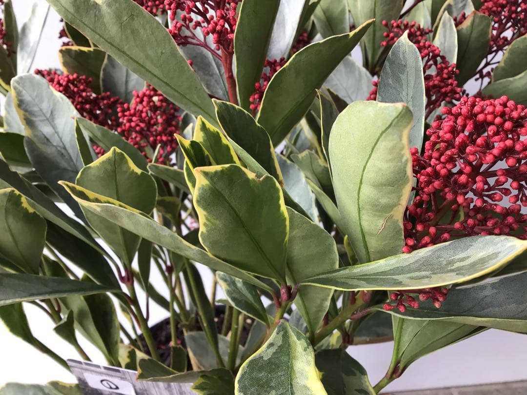 ① いい色出てます‼︎大株仕立ての斑入りスキミア・ベローサバリエガーター