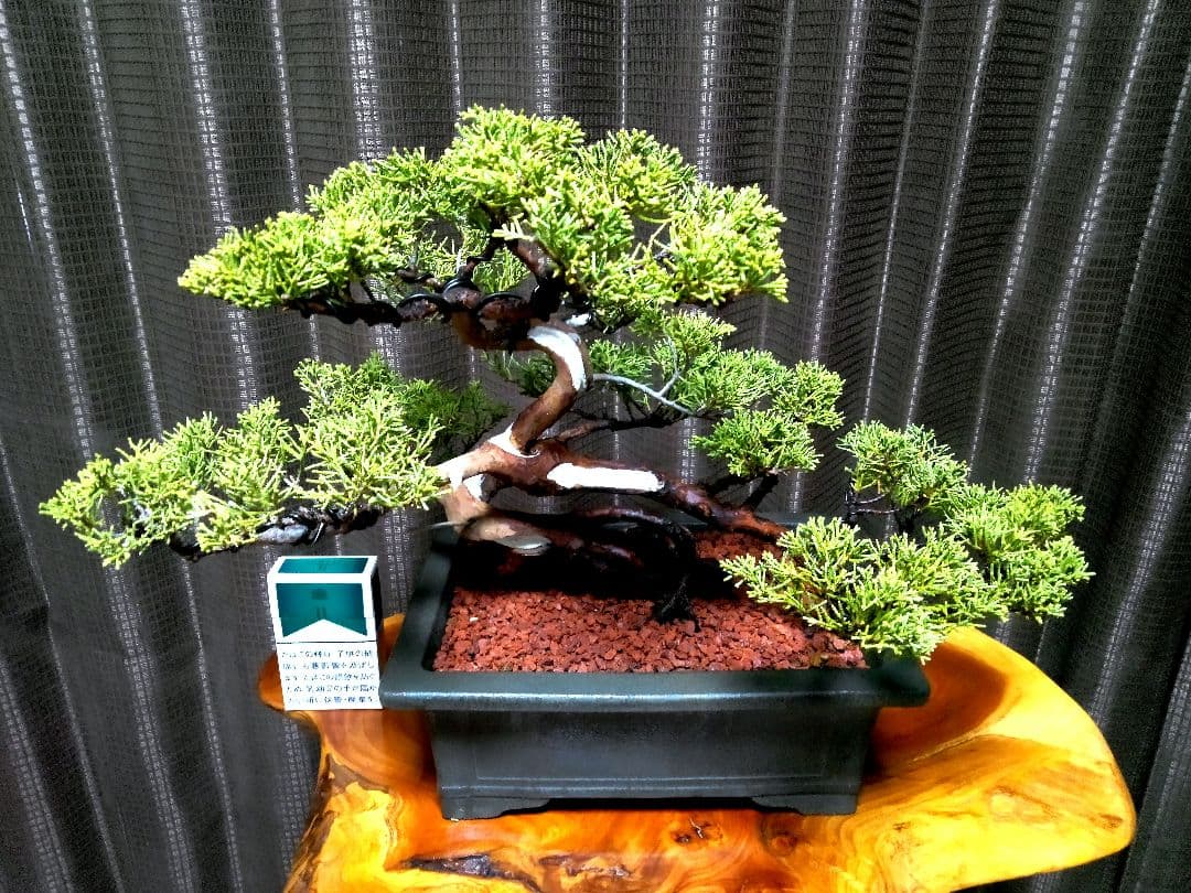 【貴風 模様木 真柏盆栽】　　　⭕気品溢れる一品❗セール