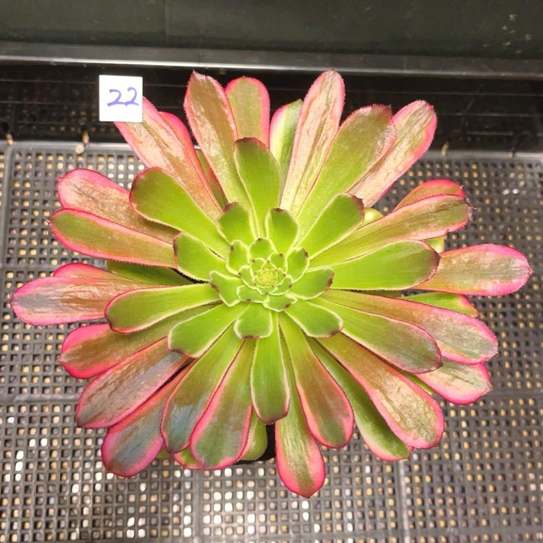 22#多肉植物アエオニウム錦❤️雪姫❤️1大頭3-5子芽18cm 拔き苗