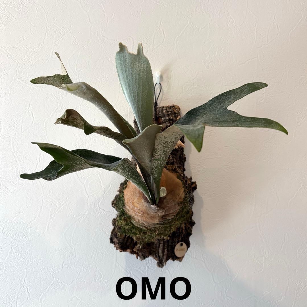 ビカクシダ　オモ　ホワイトラバー