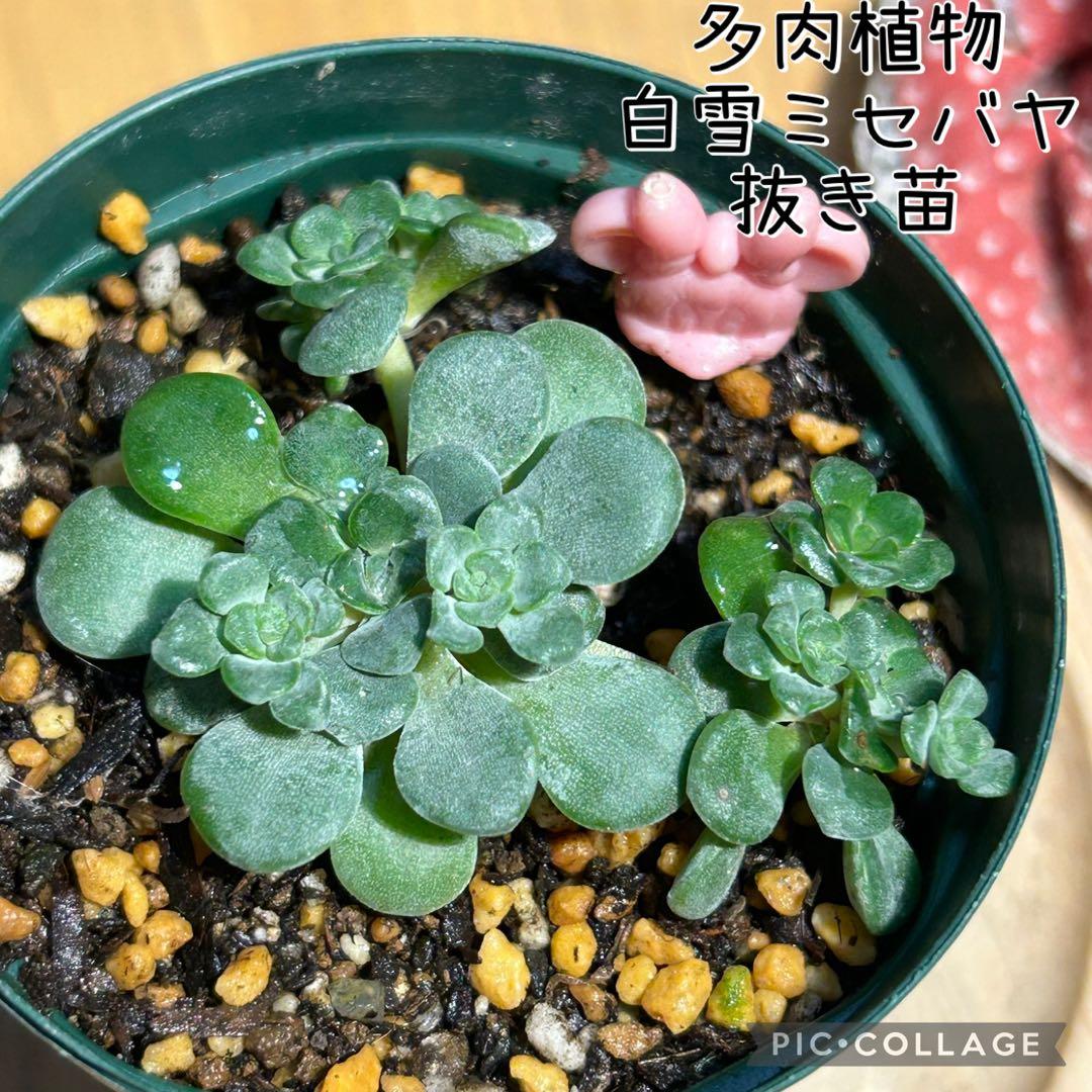 多肉植物　白雪ミセバヤ　抜き苗　根付き　ピンクミニー