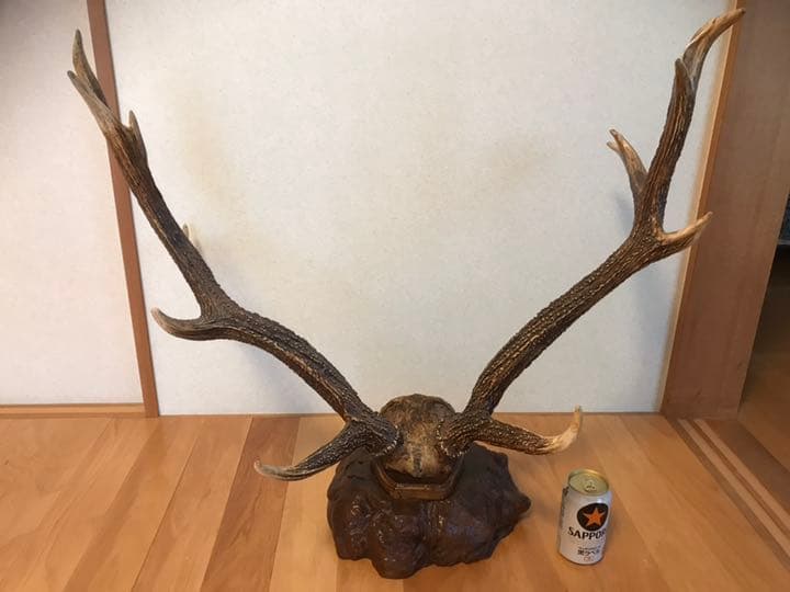 鹿の角(エゾシカ)