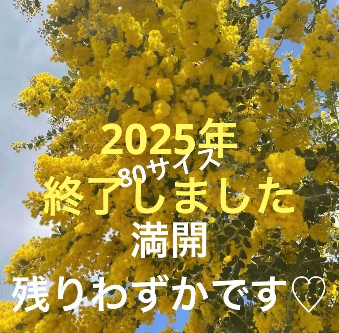 ミモザパールアカシア　80サイズ