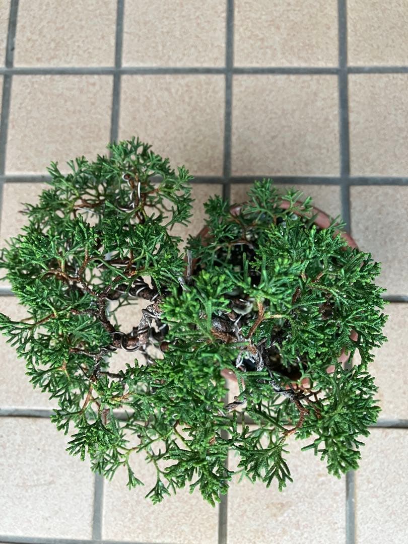 石鎚山の真柏　美しい樹形でジン舎利のバランスが超魅力！　★大幅値下げ超お勧め品★