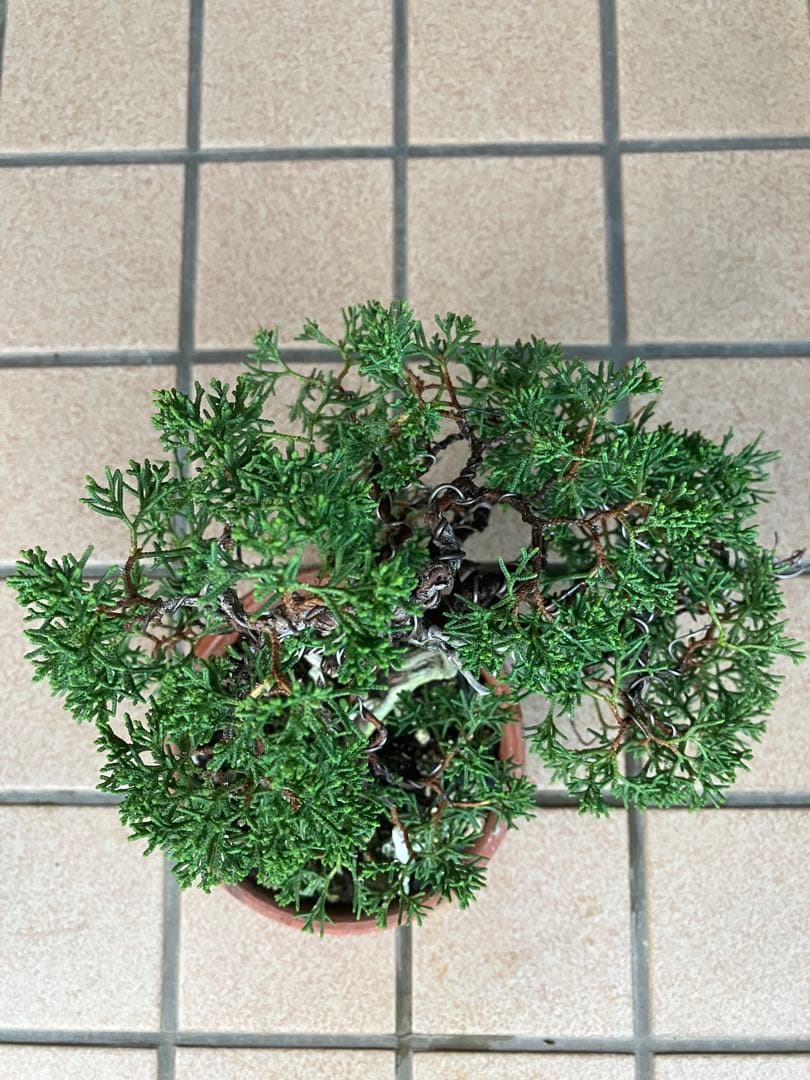 石鎚山の真柏　美しい樹形でジン舎利のバランスが超魅力！　★大幅値下げ超お勧め品★