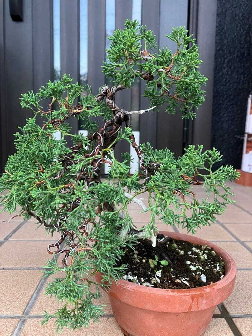 石鎚山の真柏　美しい樹形でジン舎利のバランスが超魅力！　★大幅値下げ超お勧め品★