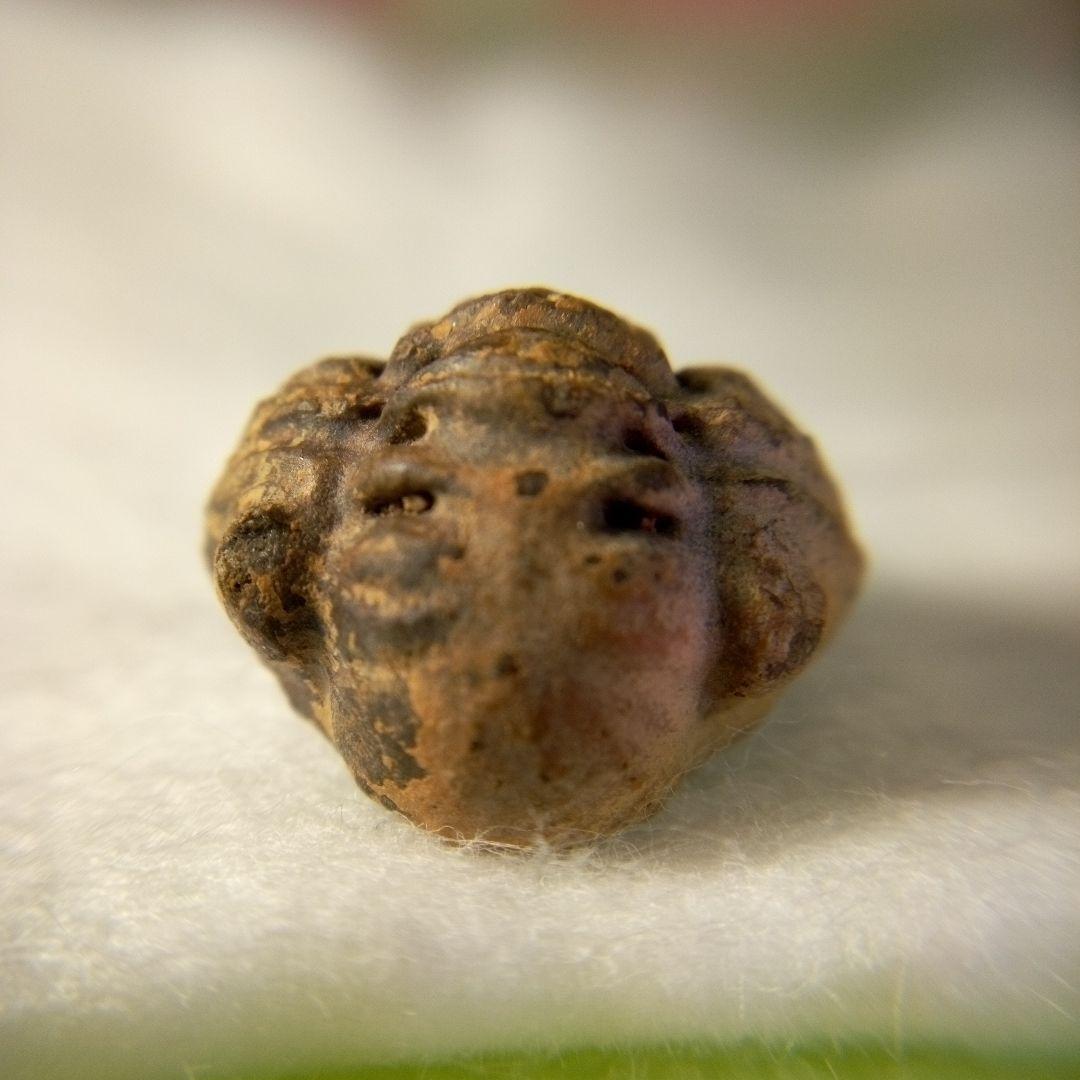 三葉虫　化石　三葉虫化石　究極のレトロ　小さい化石　fossil　化石管理番号①