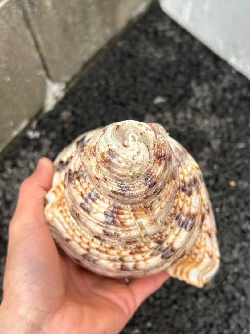 法螺貝　直線31cm 903g