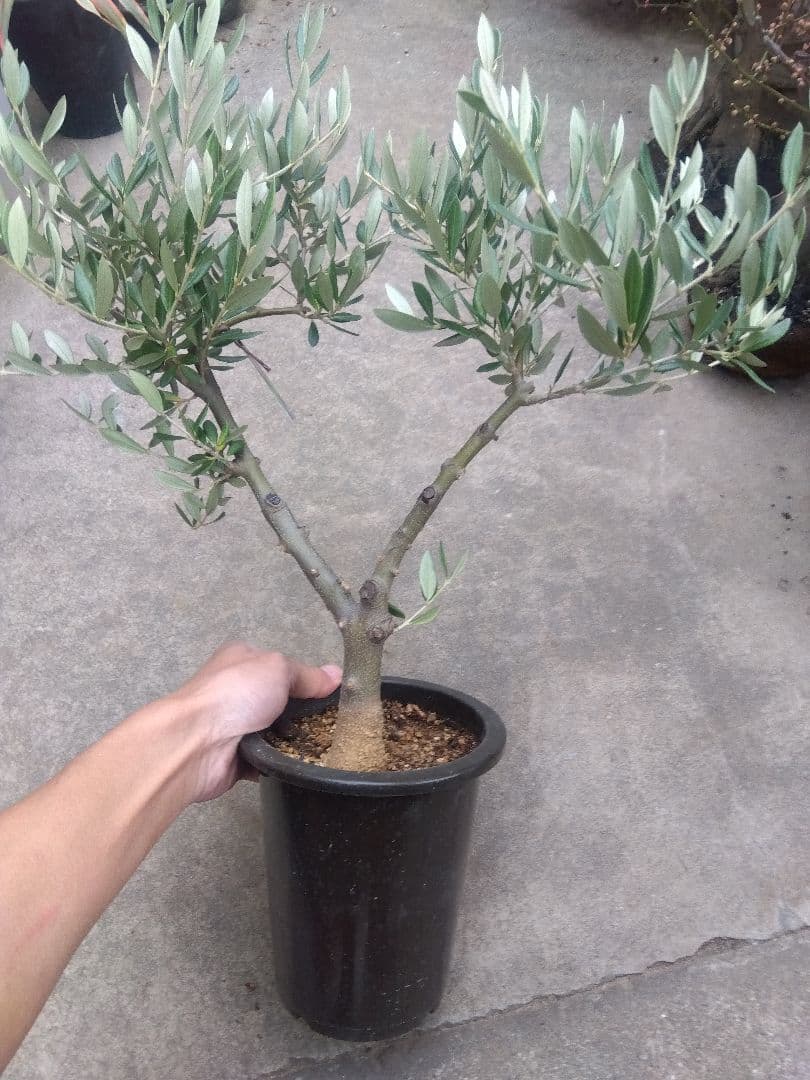 オリーブ　創樹　souju ピクアル　５号鉢つき 幹太❗　③