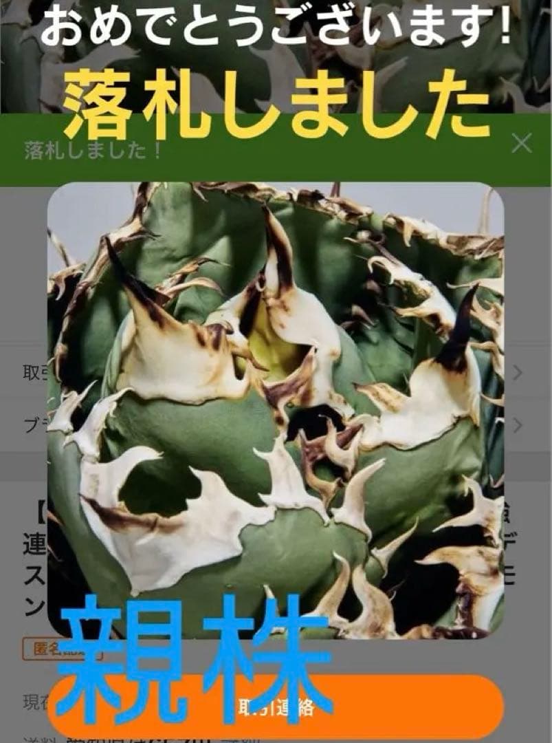 m*s様 アガベ　チタノタ　オテロイ　無名