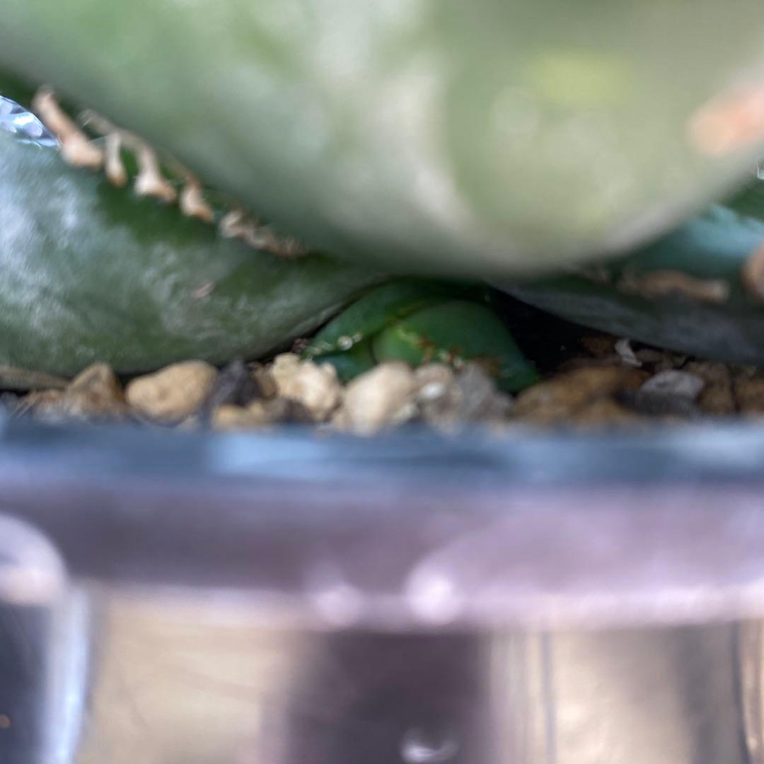 m*s様 アガベ　チタノタ　オテロイ　無名