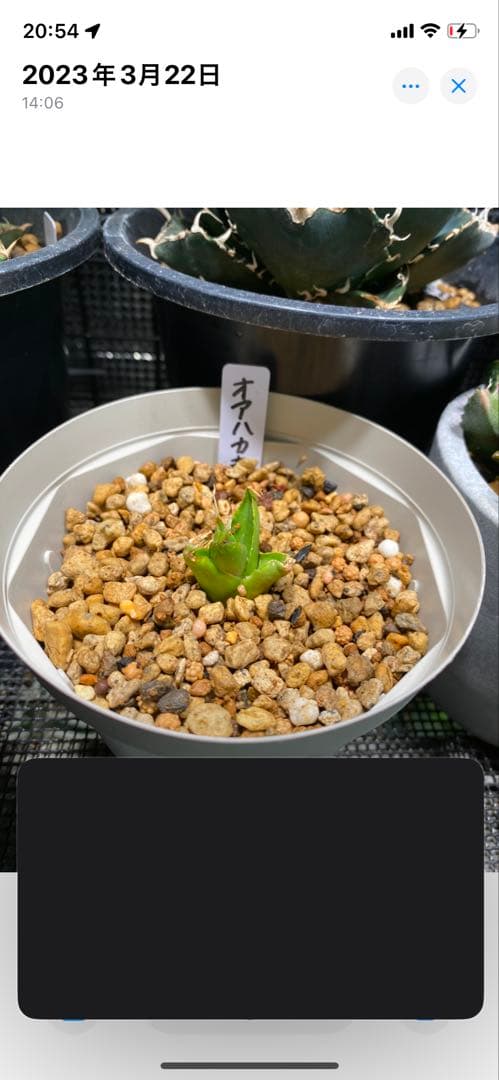 m*s様 アガベ　チタノタ　オテロイ　無名