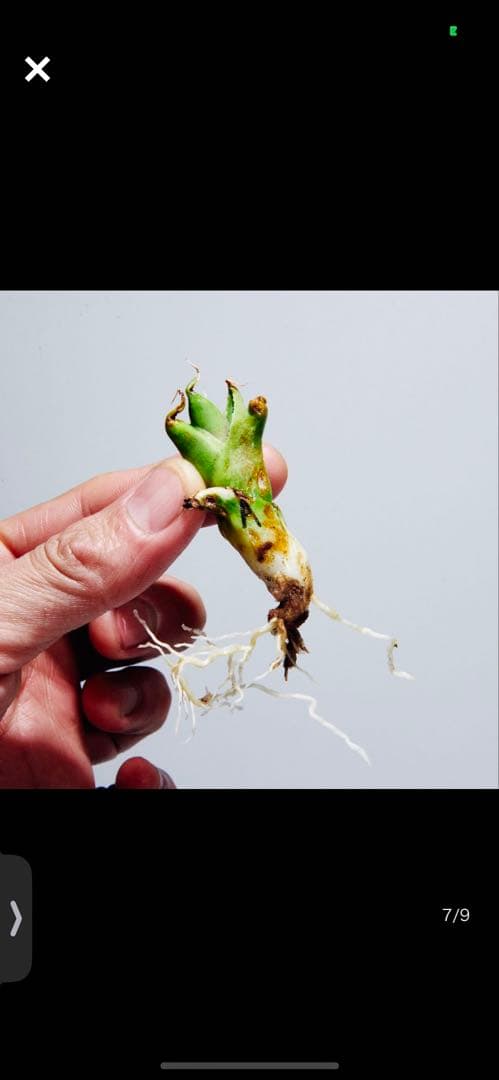 m*s様 アガベ　チタノタ　オテロイ　無名