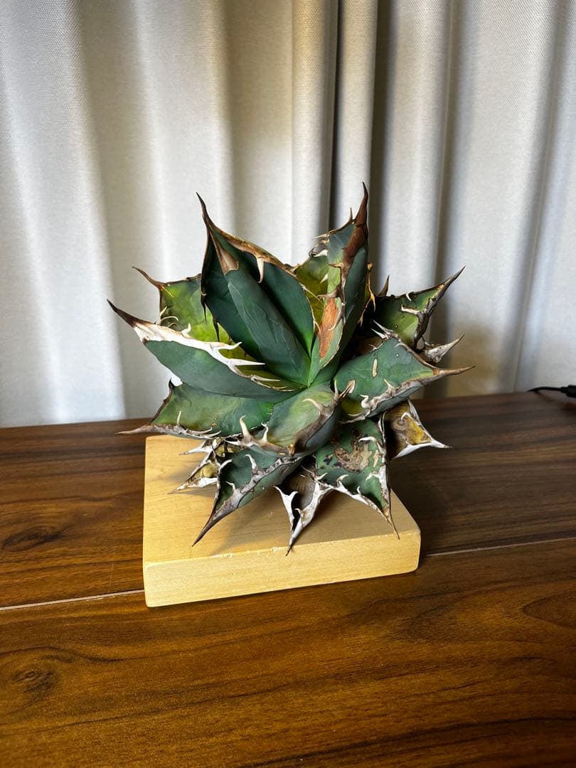 オアハカ オテロイ 現地球 ベアルート