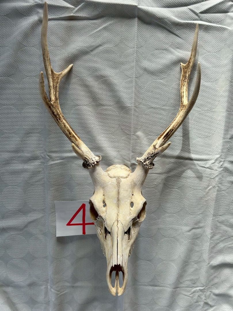 ④[1点もの] ハンティングトロフィー　鹿の角　頭蓋骨　日本鹿　スカル