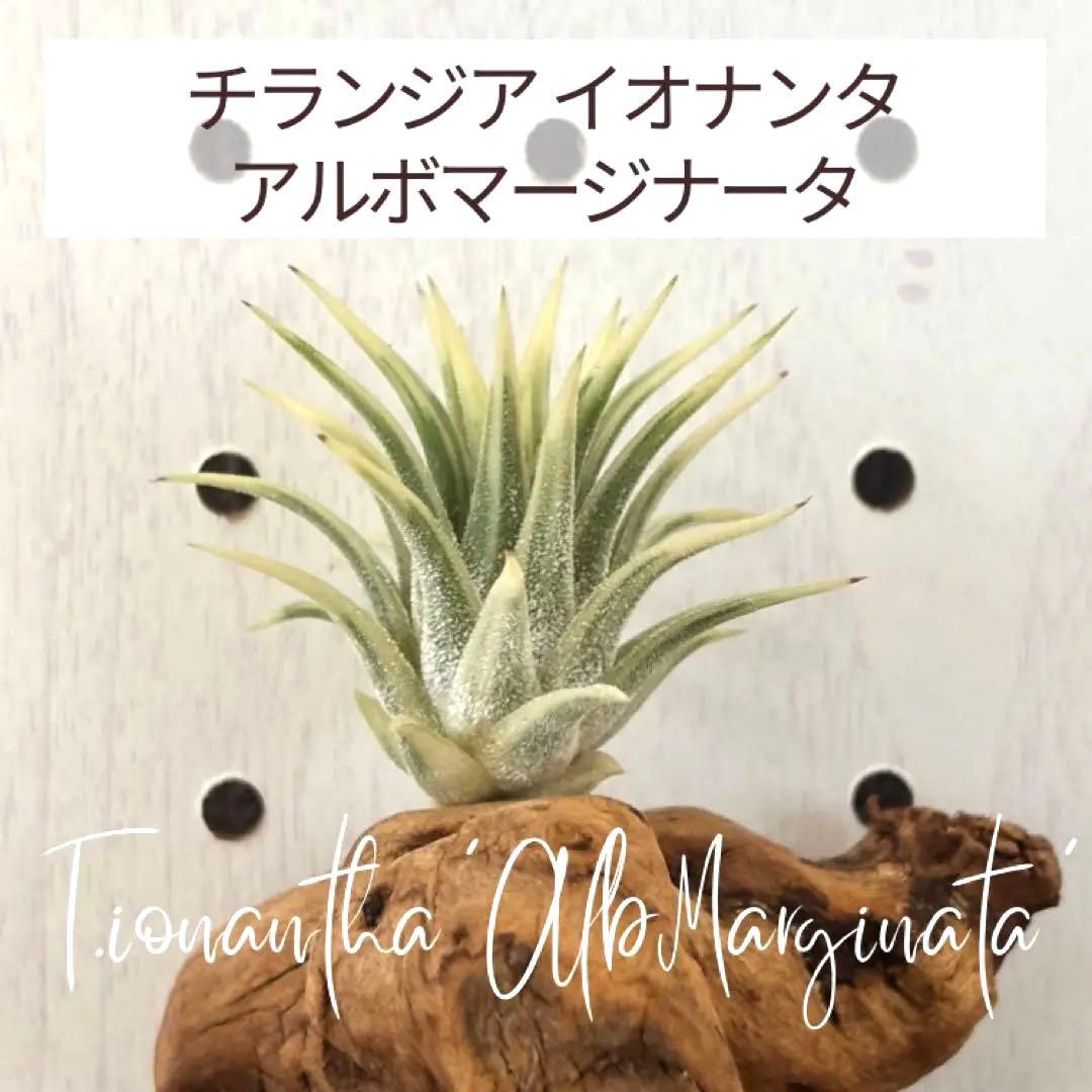 ★美斑★エアプランツ　チランジア　イオナンタ　アルボマージナータ